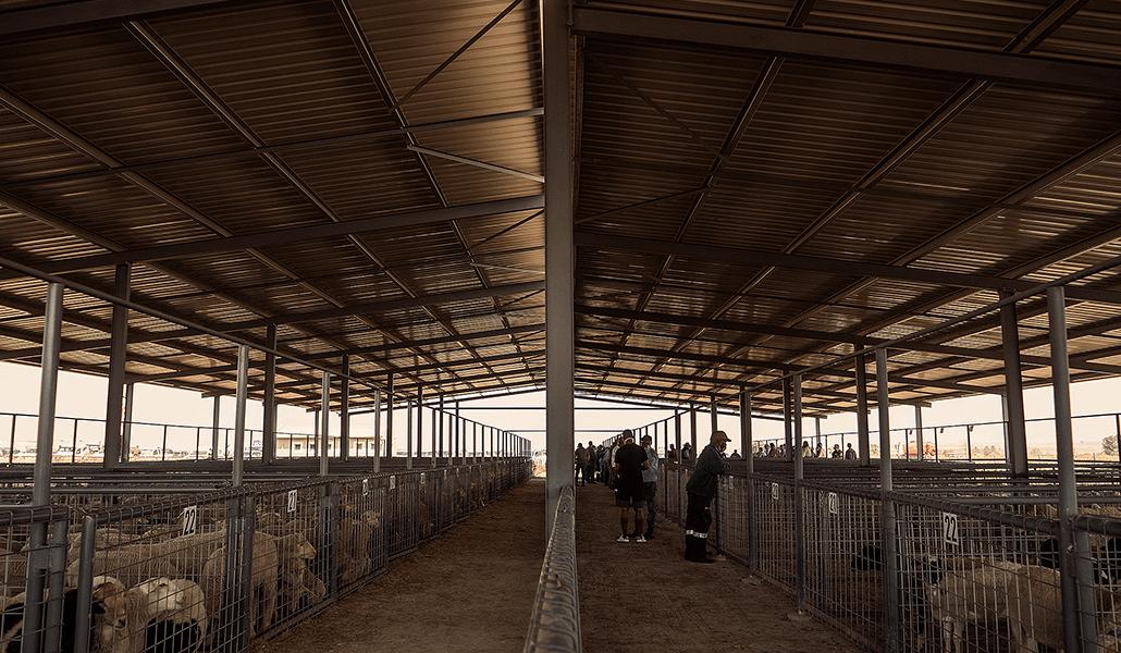 highveld auction facilities