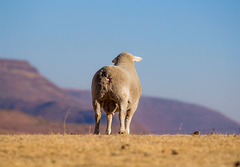 H&M Group and BKB initiate project to promote on farm regeneration and biodiversity restoration across South Africa