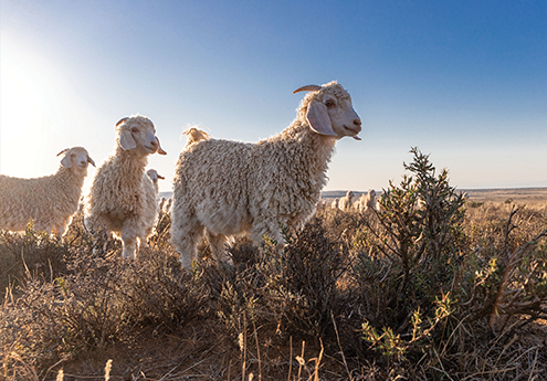 Acquisition of the Provident Group of Companies (Provident)