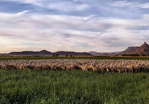 Sustainable standards - RWS & RMS