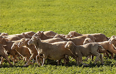 Decision Support Services (DSS)